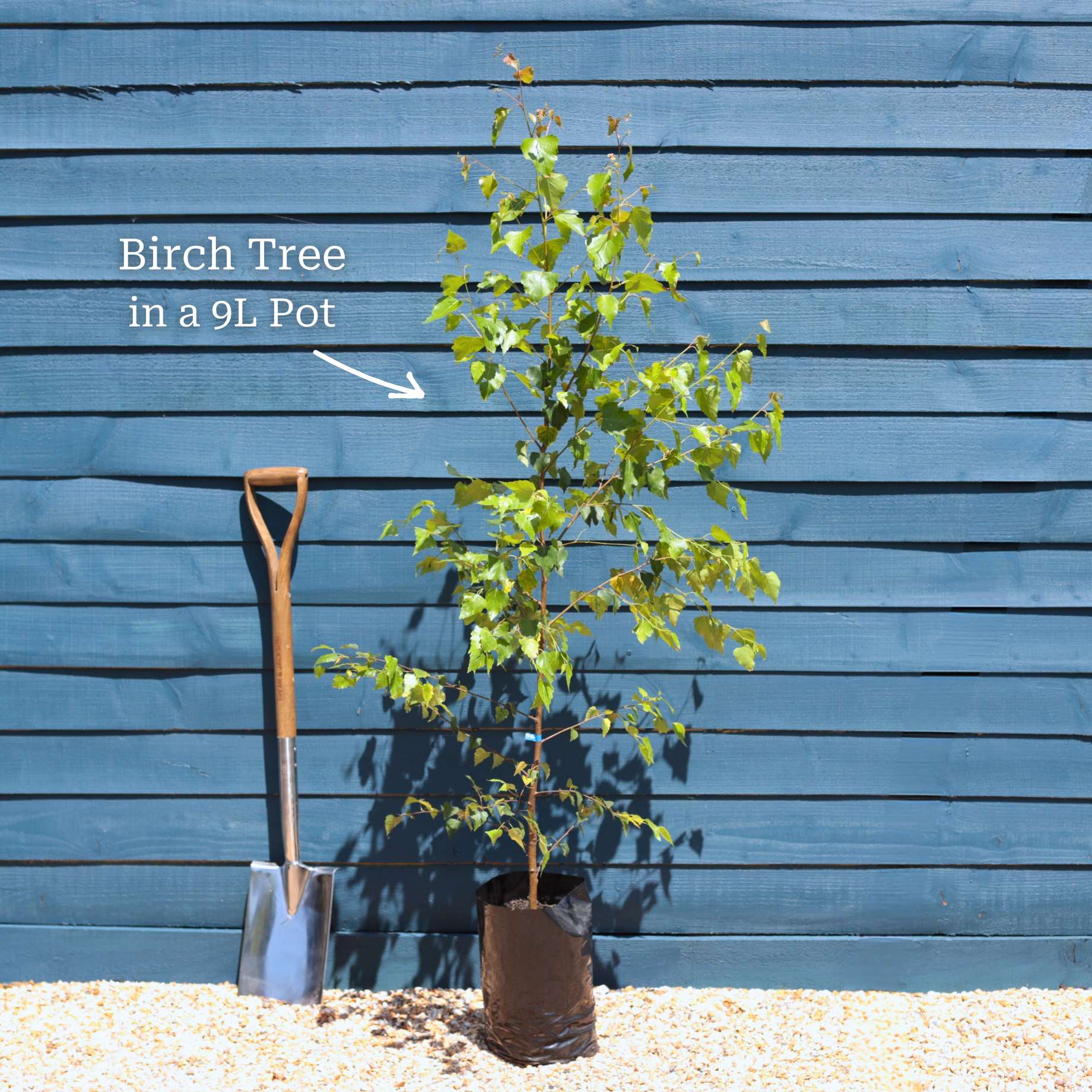 Silver Birch Tree | Betula pendula - Image 5
