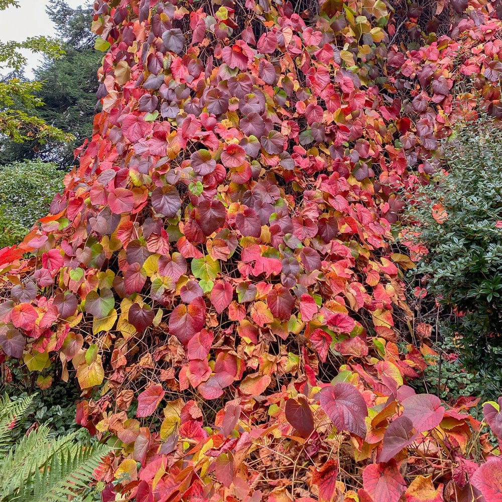 Crimson Glory Vine | Vitis coignetiae