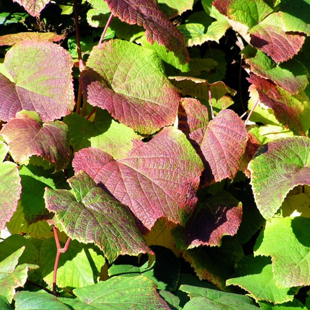 Crimson Glory Vine | Vitis coignetiae - Image 2