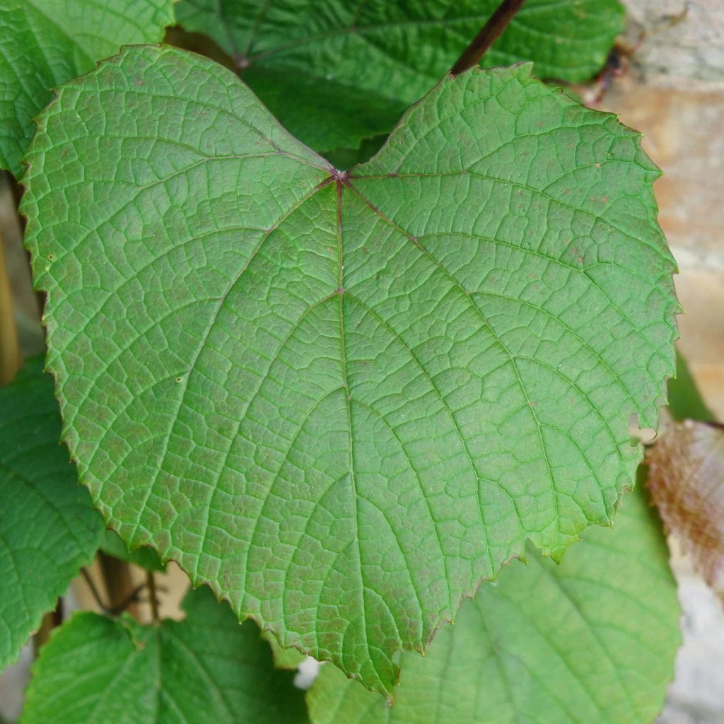 Crimson Glory Vine | Vitis coignetiae - Image 3