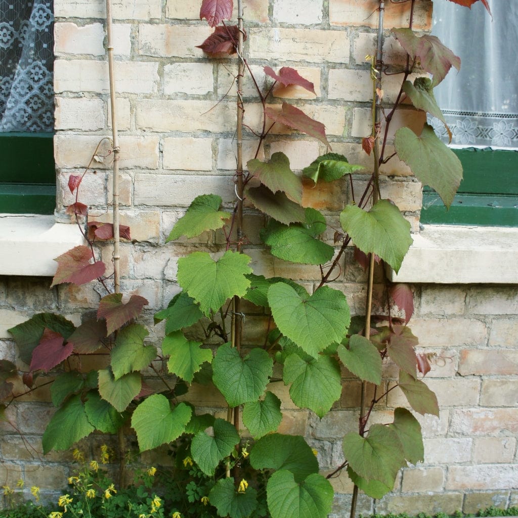 Crimson Glory Vine | Vitis coignetiae - Image 4