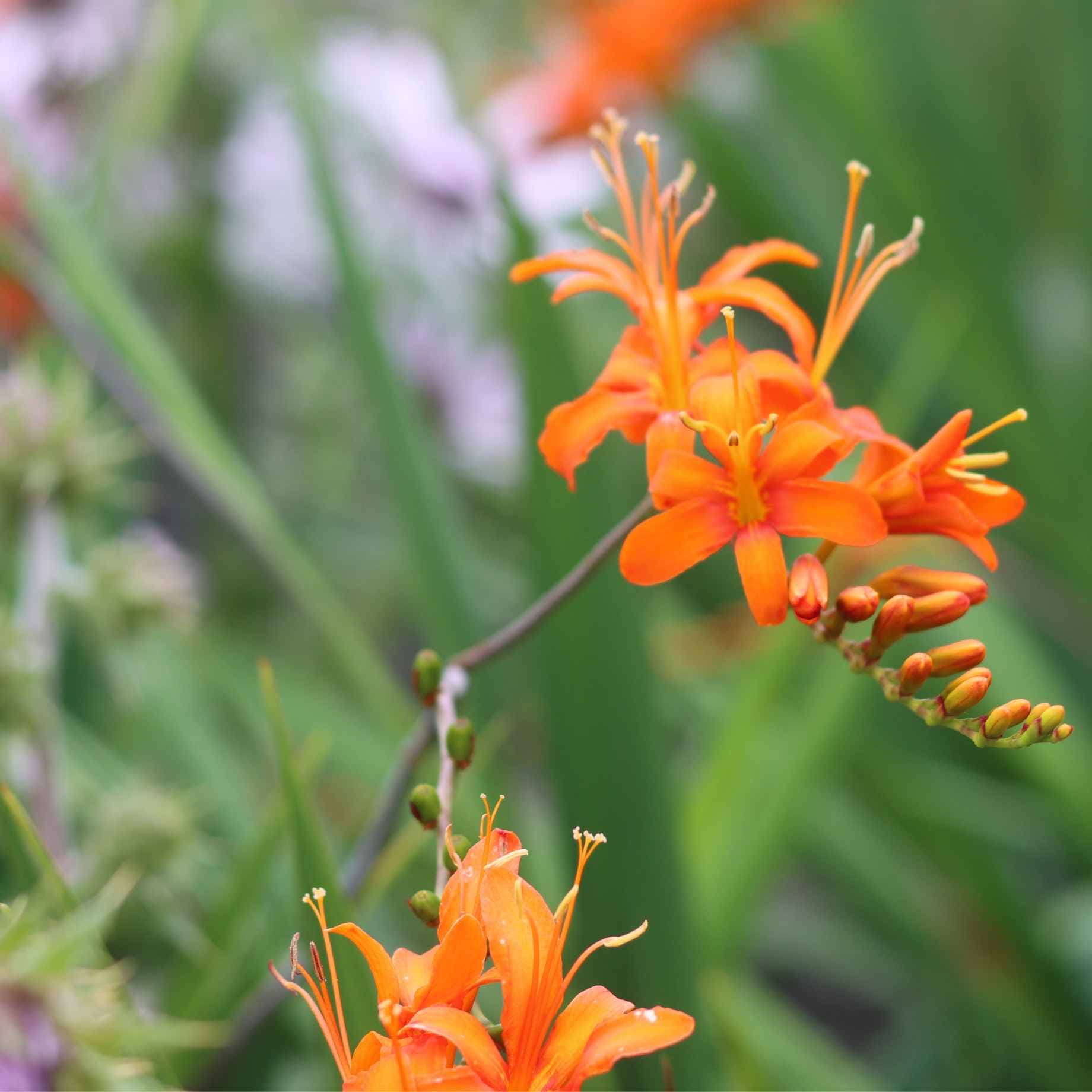Crocosmia 'Firestars Firestarter' - Image 3