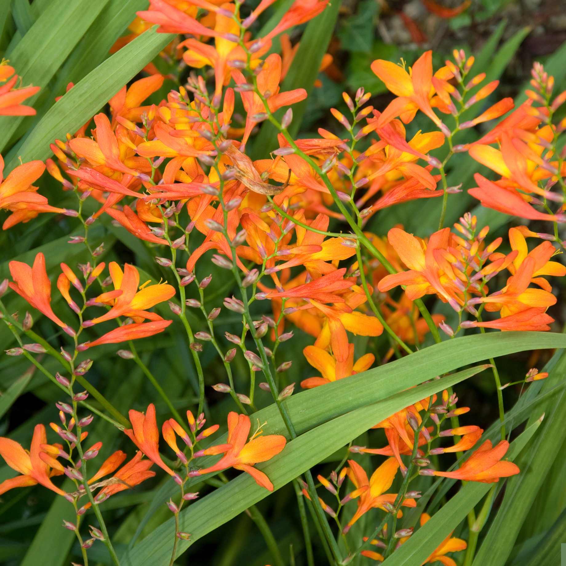 Crocosmia 'Firestars Scorchio'