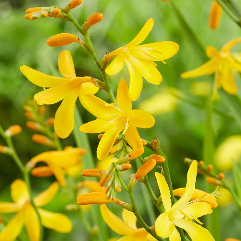 Crocosmia 'George Davison'