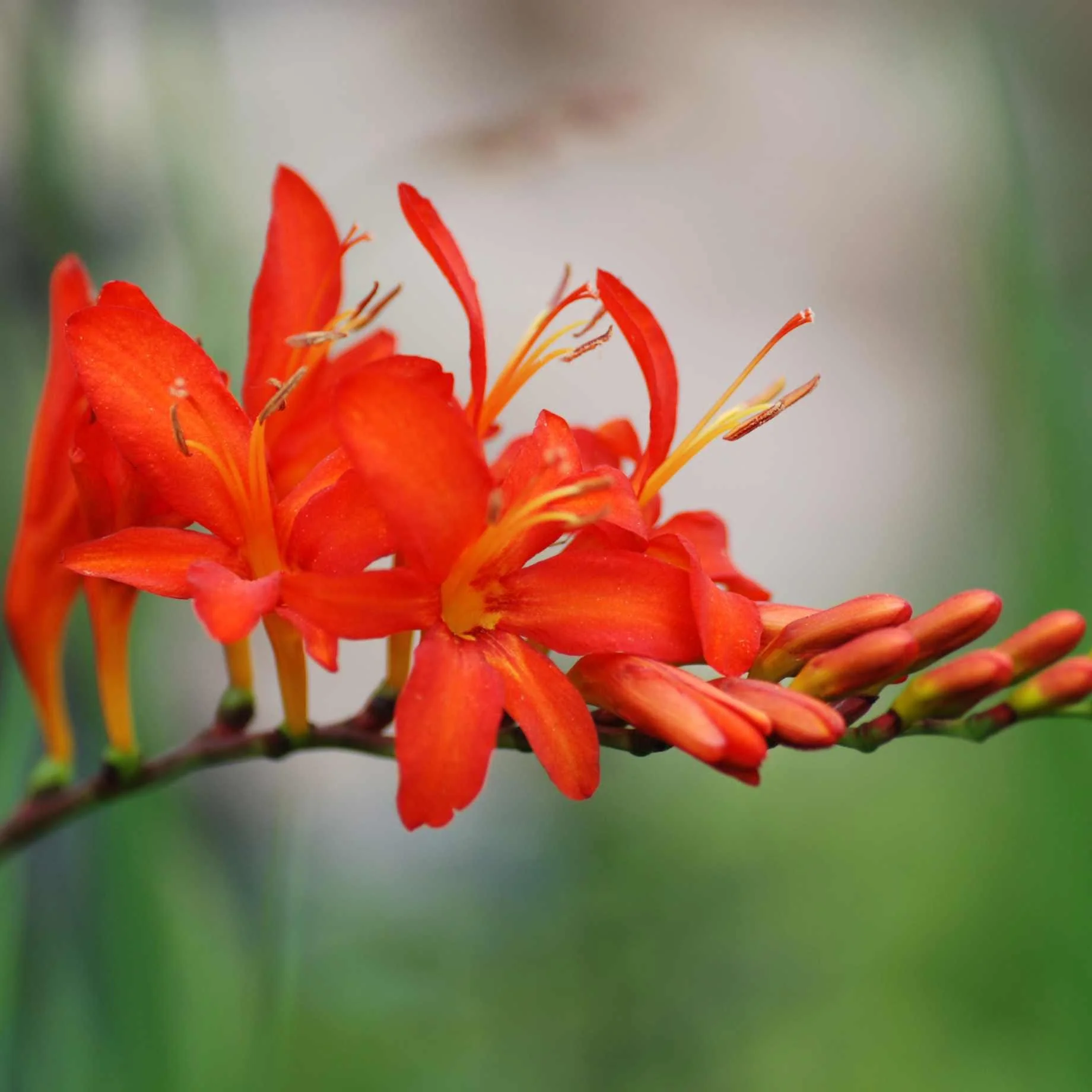 Crocosmia 'Walberton Miss Scarlet'