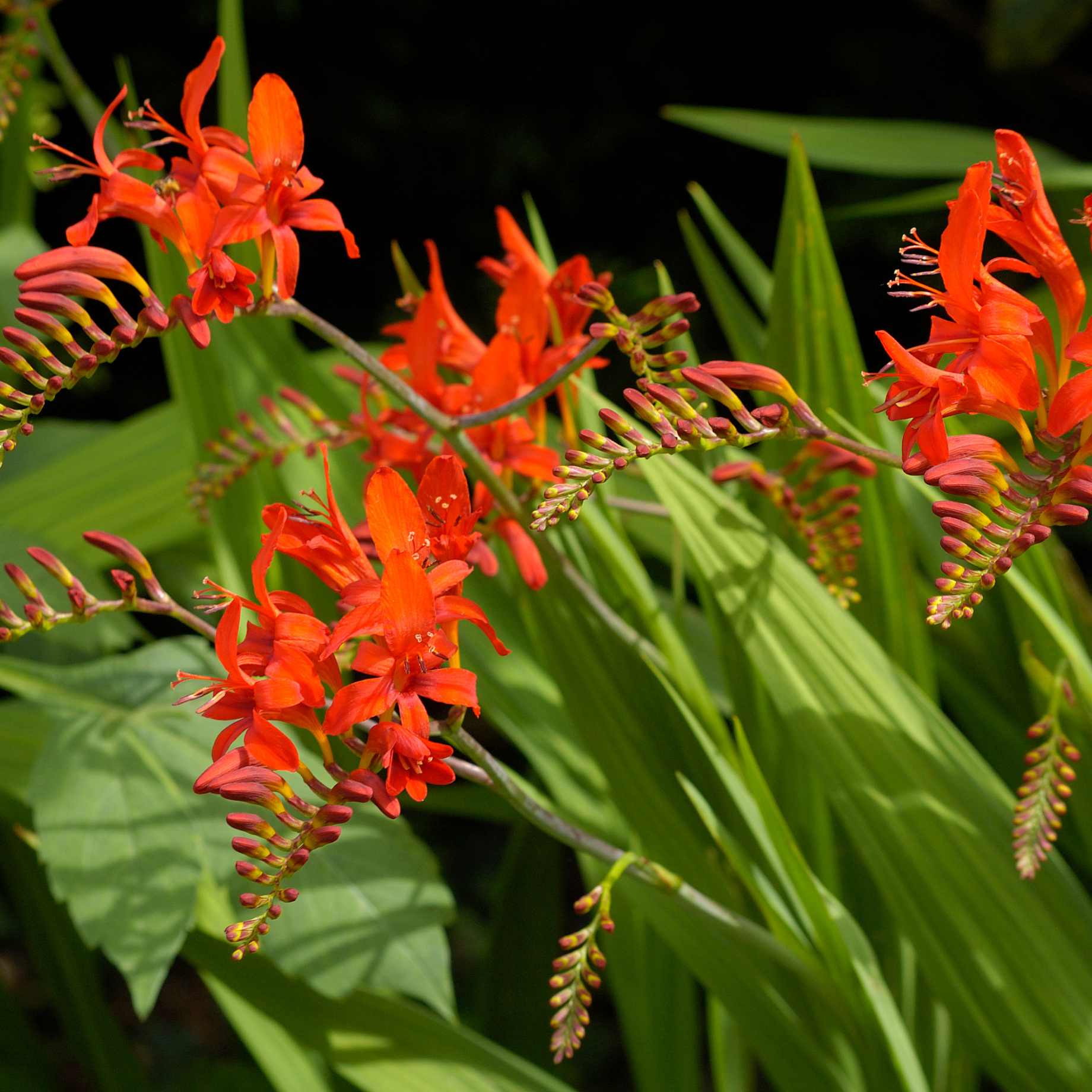 Crocosmia 'Walberton Miss Scarlet' - Image 2
