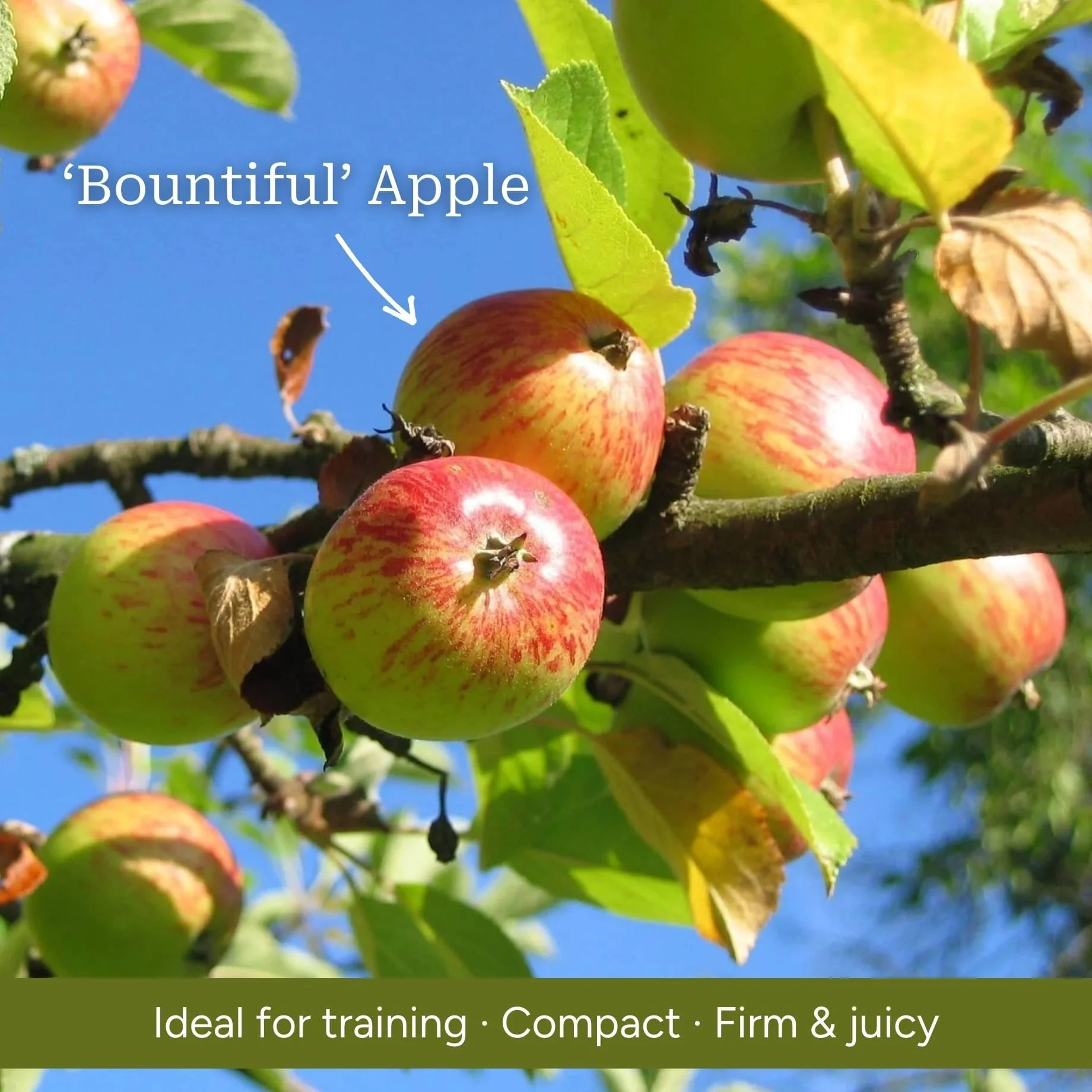 Cross Pollinating Apple Trees | Perfect Partners - Image 3