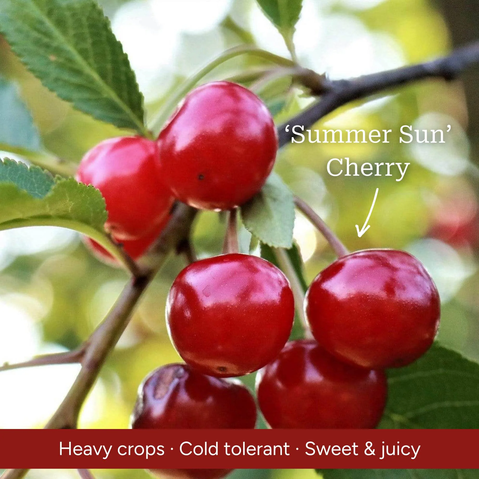 Cross-Pollinating Cherry Collection | Kordia, Summer Sun & Sweetheart - Image 3