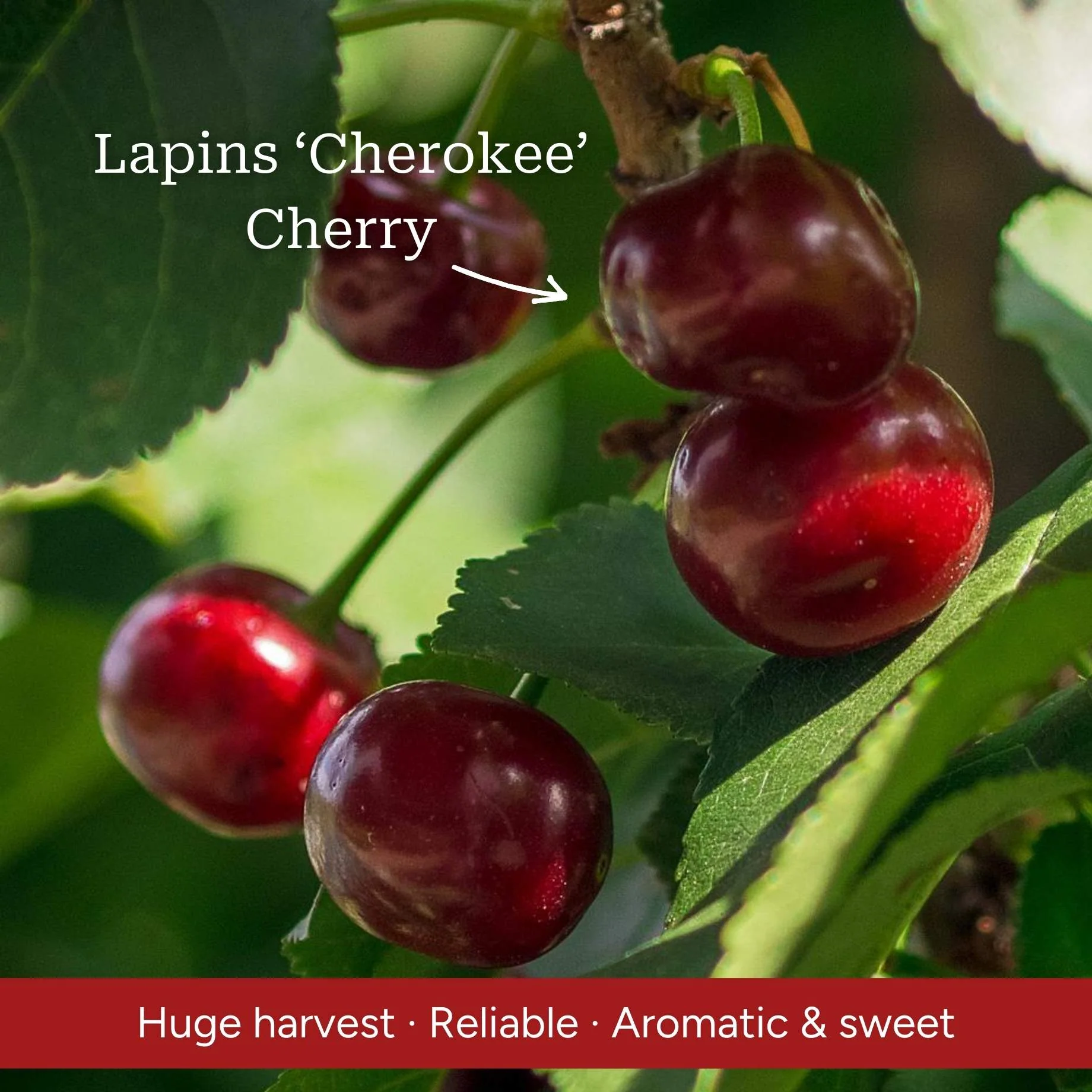 Mini Orchard Collection | Cherry, Pear & Plum Trees - Image 3