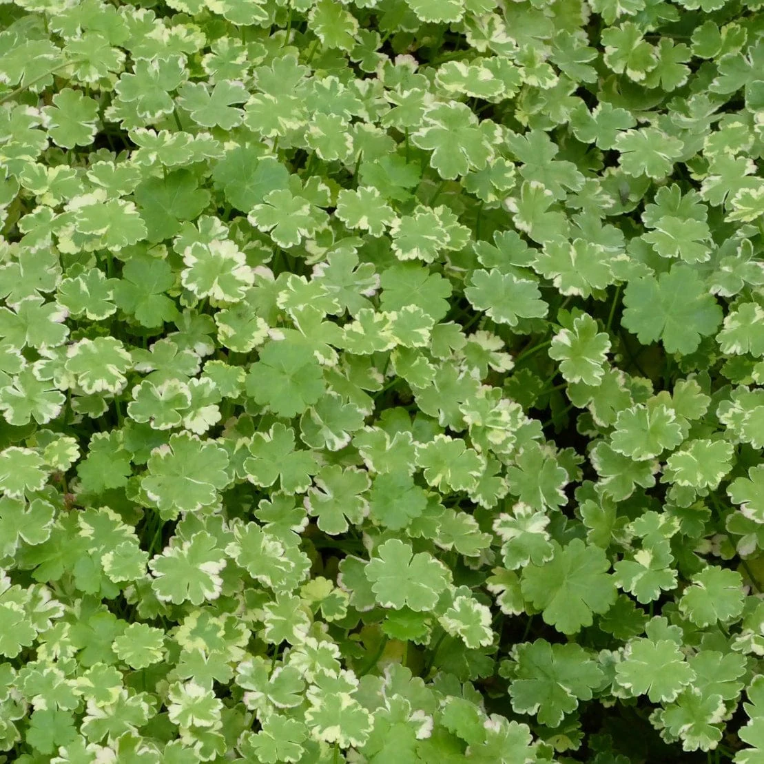 Oxygenating Crystal Confetti | Hydrocotyle sibthorpioides variegata