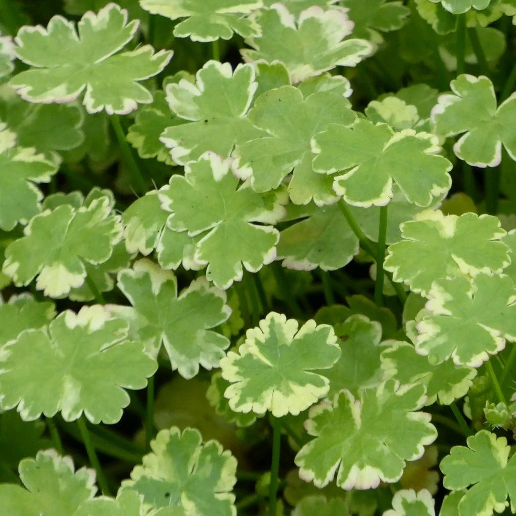 Oxygenating Crystal Confetti | Hydrocotyle sibthorpioides variegata - Image 2