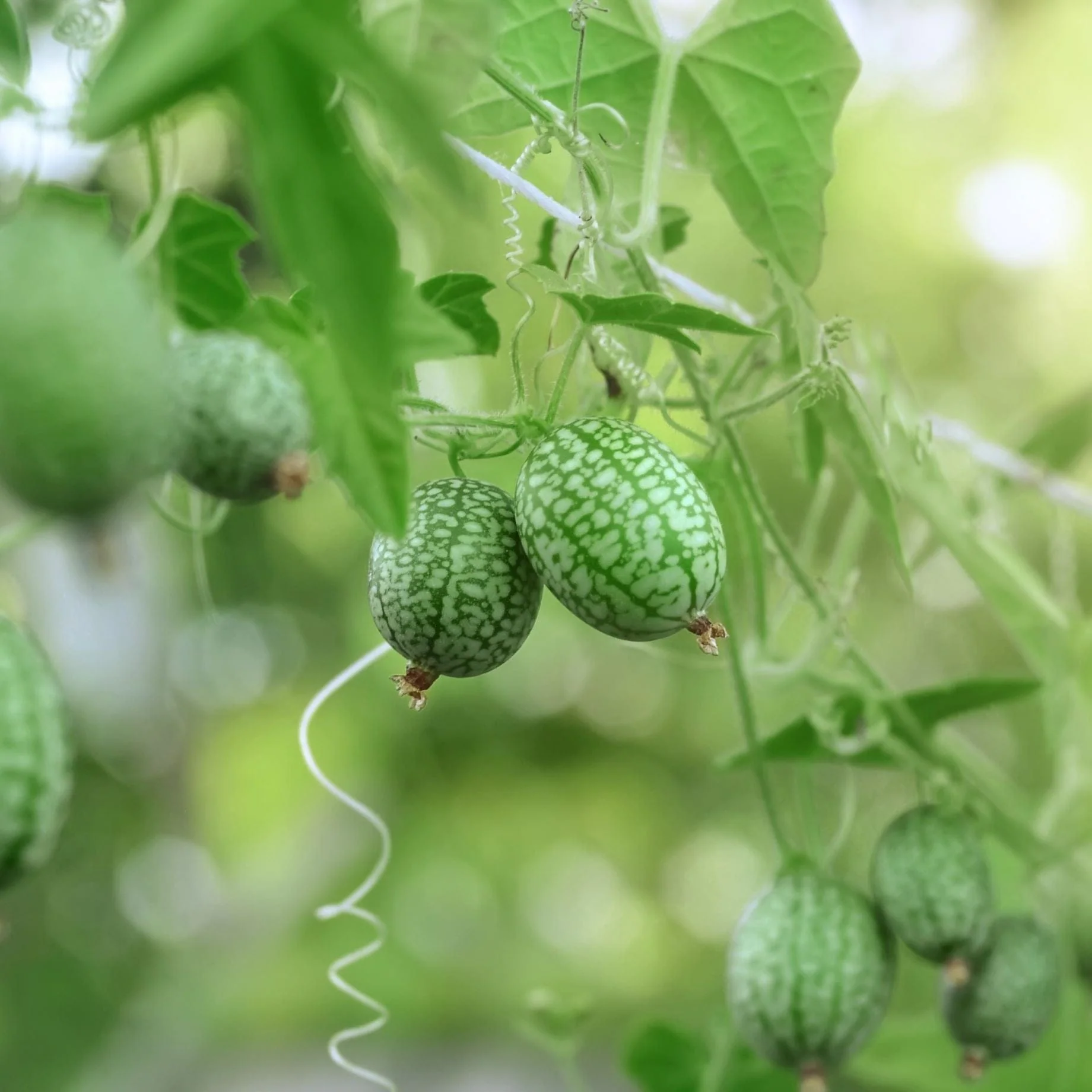 Cucamelon Plants