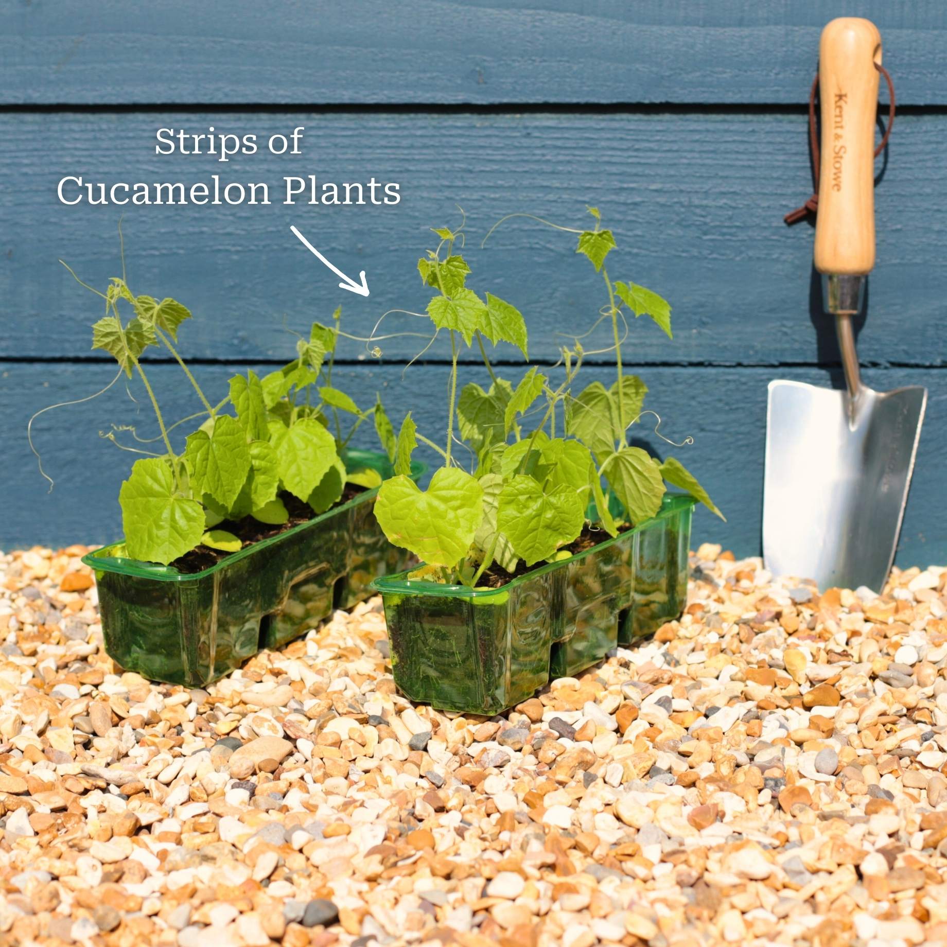 Cucamelon Plants - Image 5