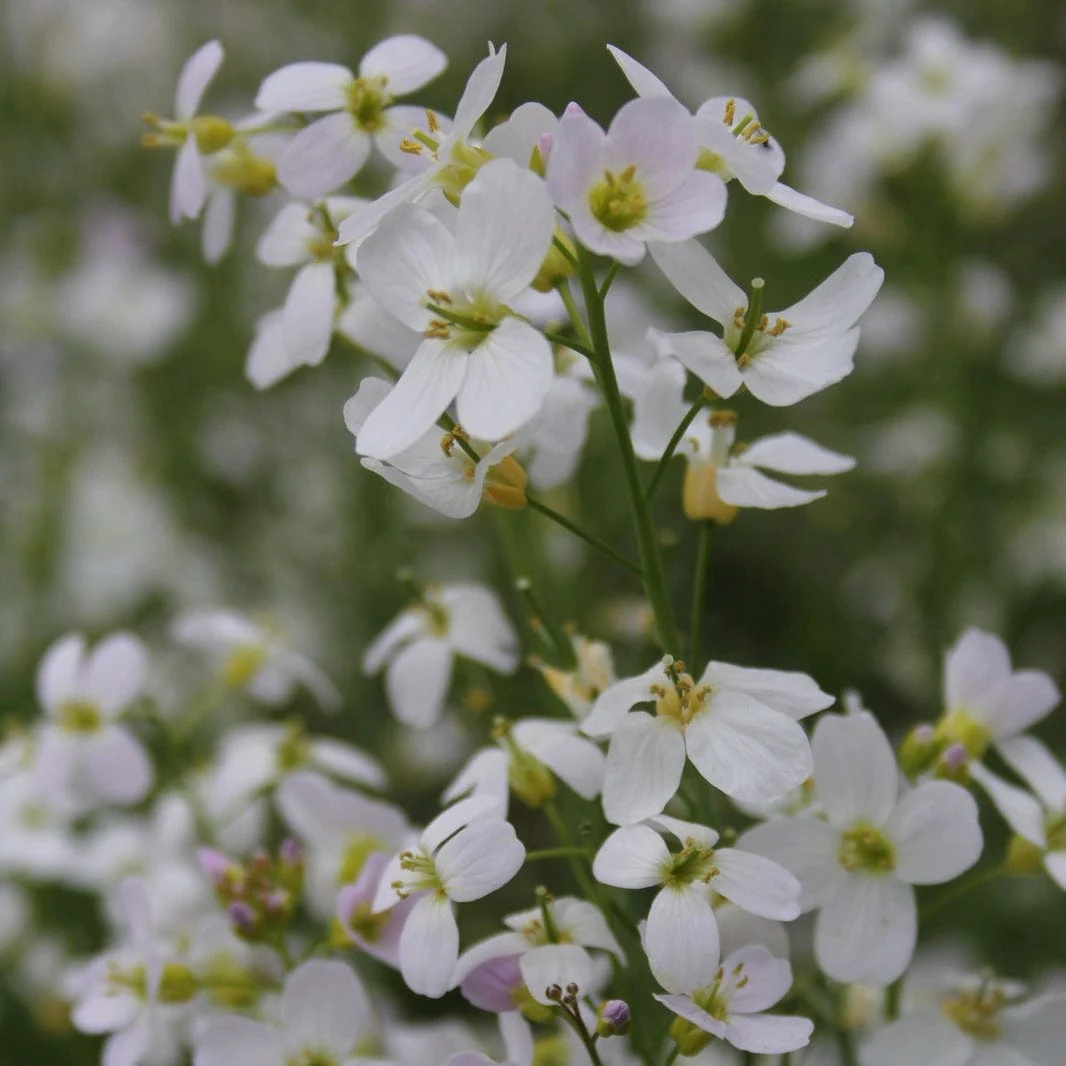 Cuckoo Flower | Cardamine pratensis - Image 2