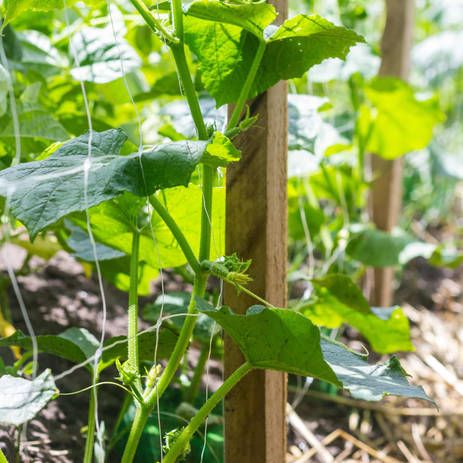 'Mini Hana F1' Cucumber Plant - Image 2