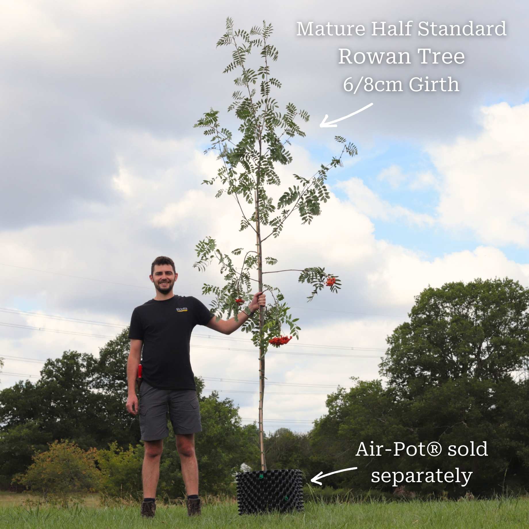 Vilmorin's Rowan Tree | Sorbus vilmorinii - Image 8