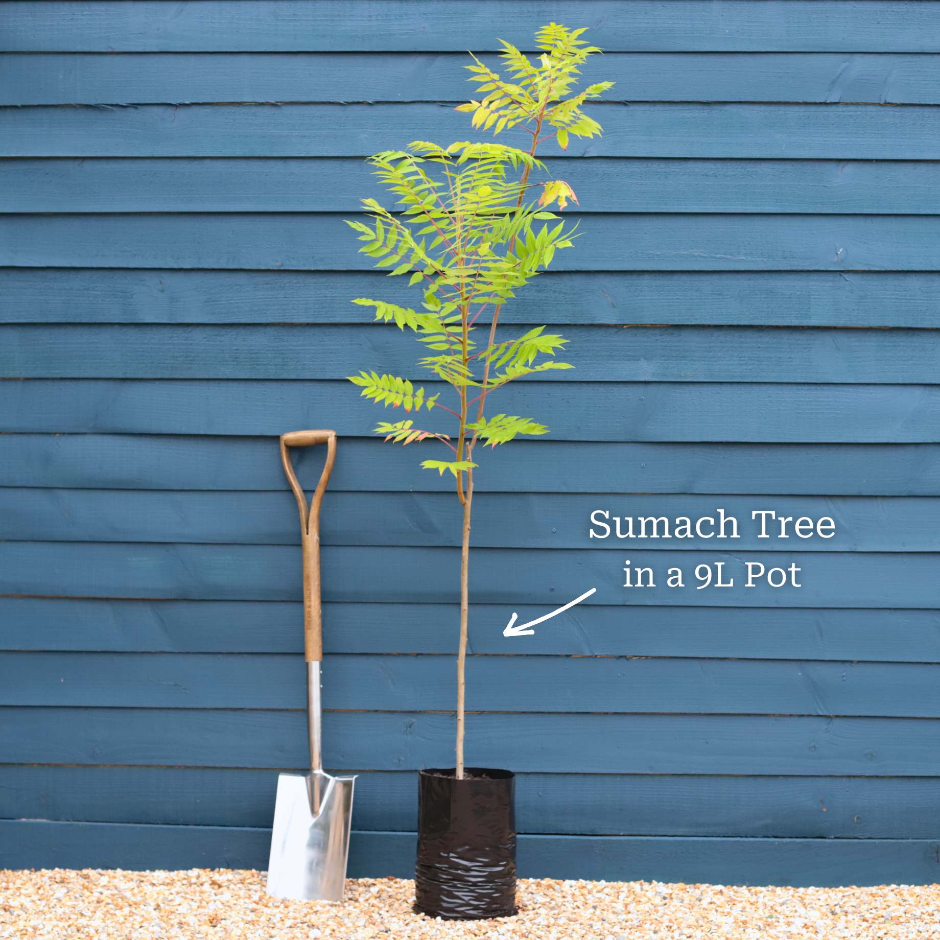 Cut-Leaved Sumach Tree | Rhus typhina 'Laciniata' - Image 3