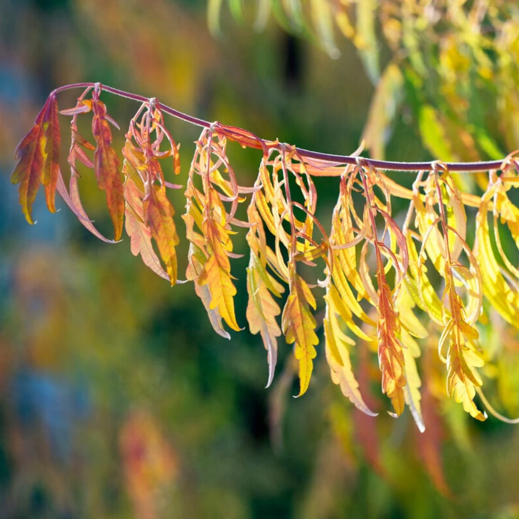 Cut-Leaved Sumach Tree | Rhus typhina 'Laciniata' - Image 4