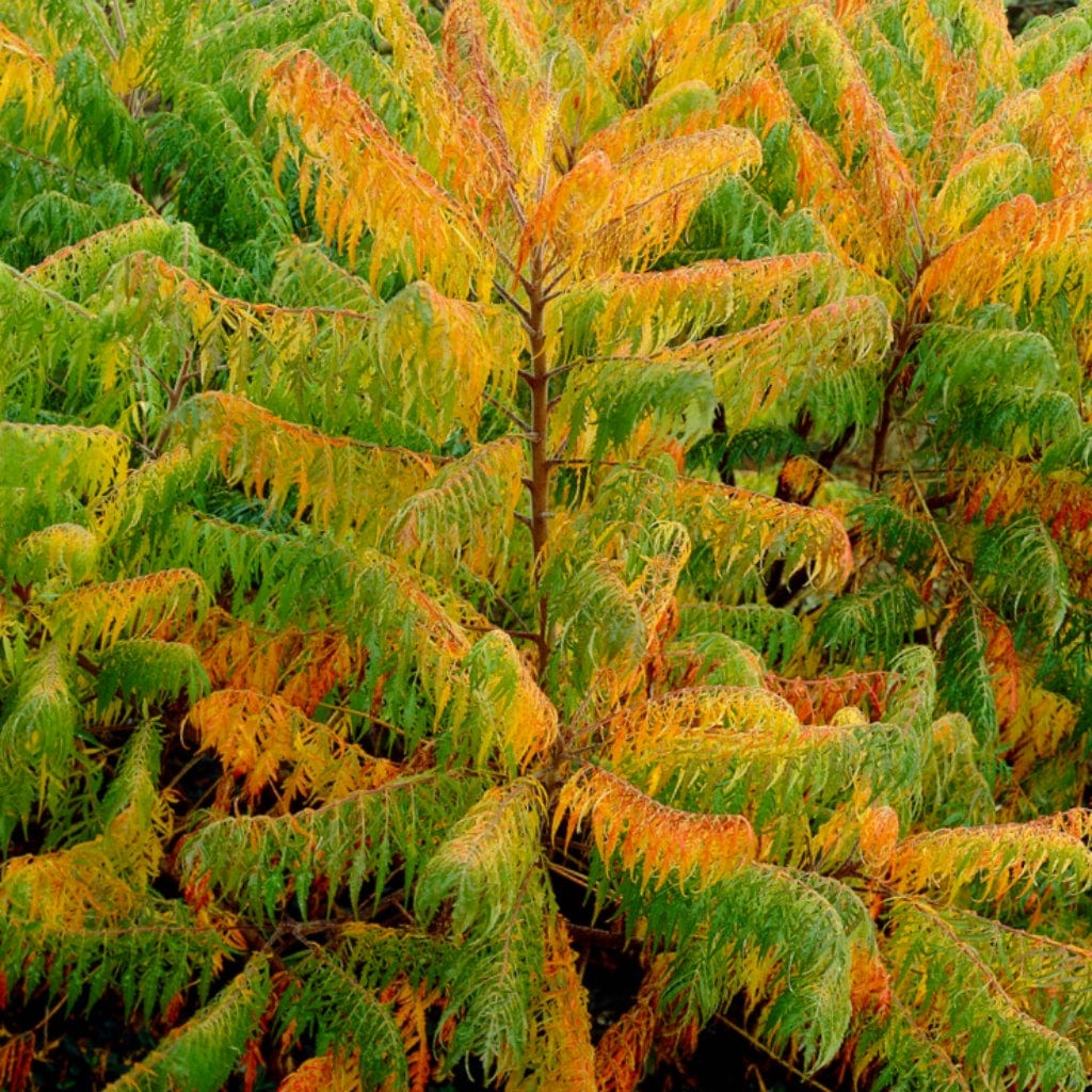 Cut-Leaved Sumach Tree | Rhus typhina 'Laciniata' - Image 5