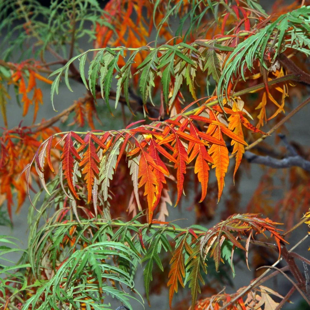 Cut-Leaved Sumach Tree | Rhus typhina 'Laciniata' - Image 6