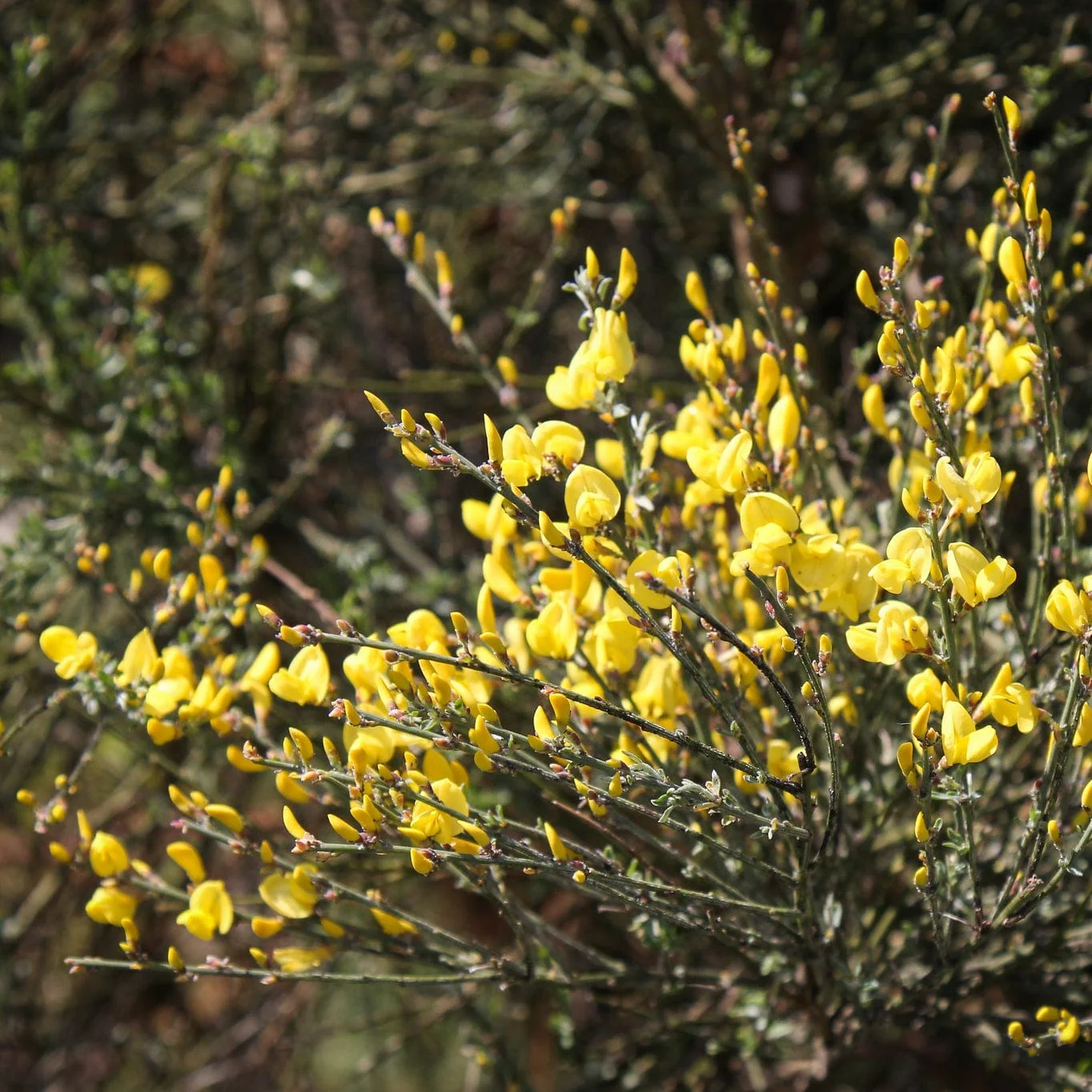 Cytisus 'Allgold' - Image 3