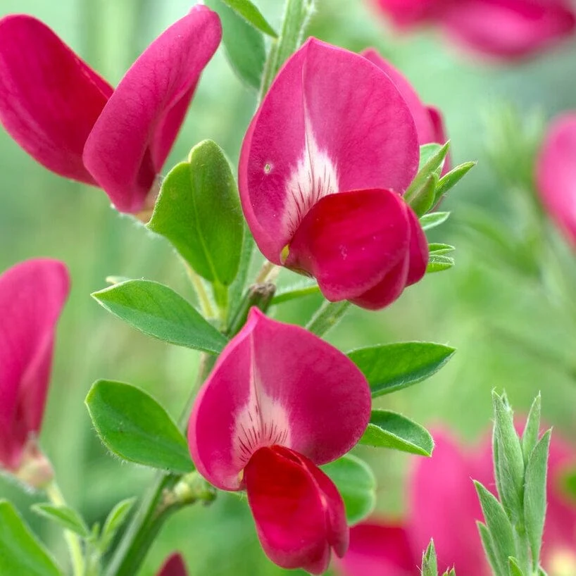 Cytisus 'Boskoop Ruby' - Image 2