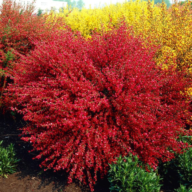 Cytisus 'Boskoop Ruby' - Image 3