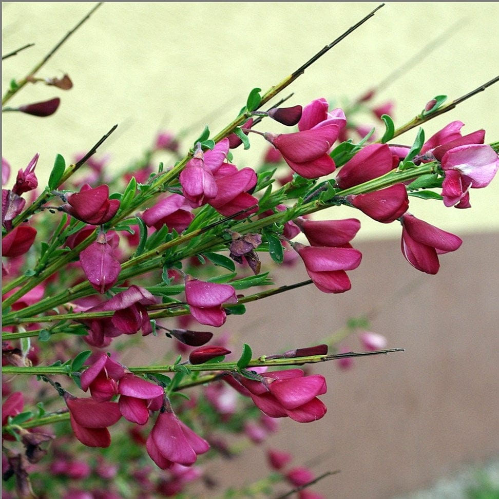 Cytisus 'Boskoop Ruby' - Image 4