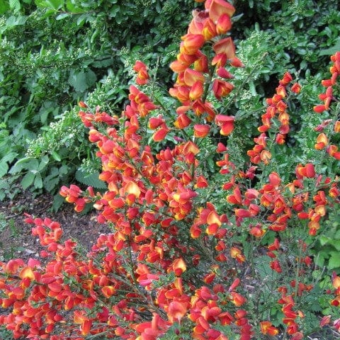 Cytisus 'Lena' - Image 3