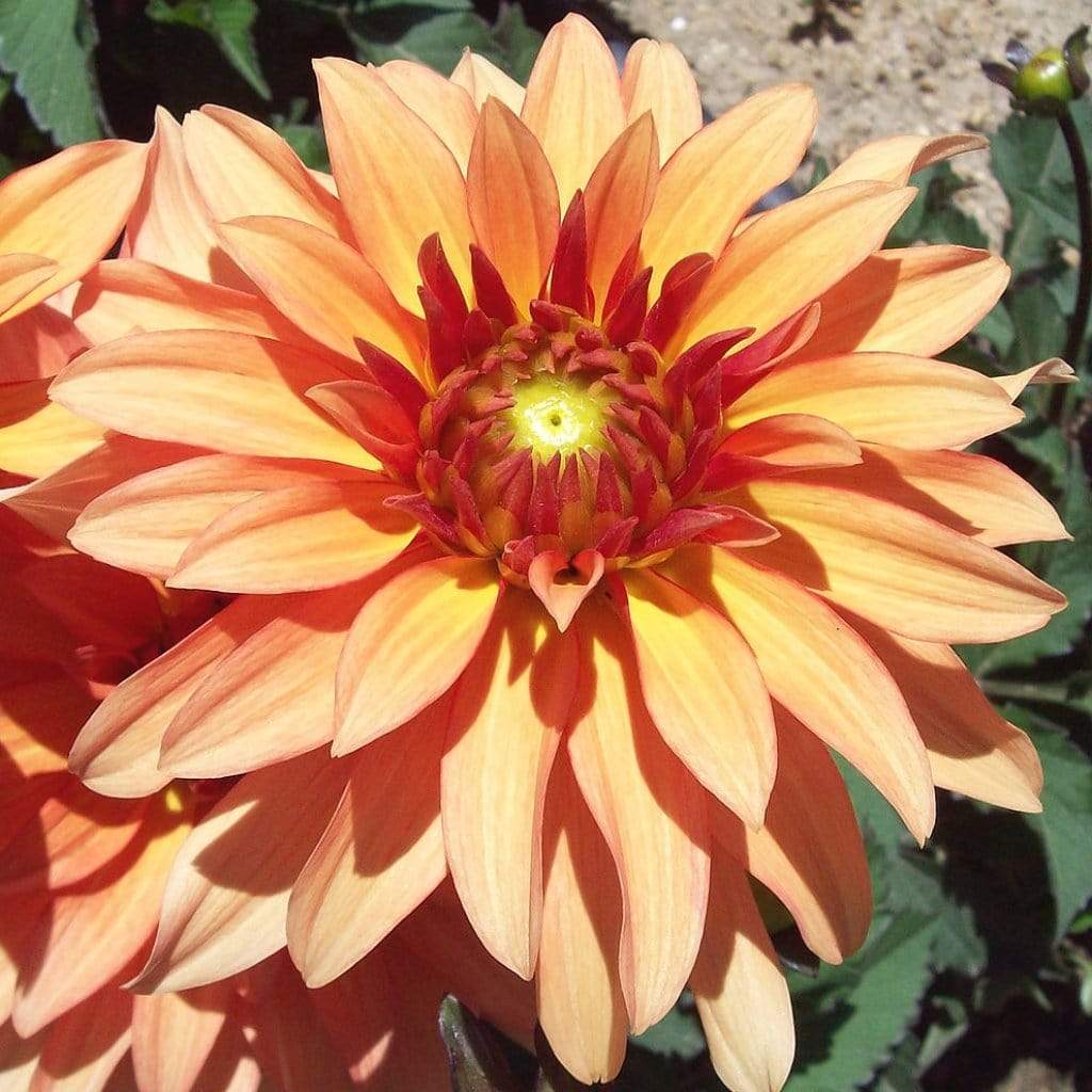 Dahlia 'Autumn Fairy' - Image 2