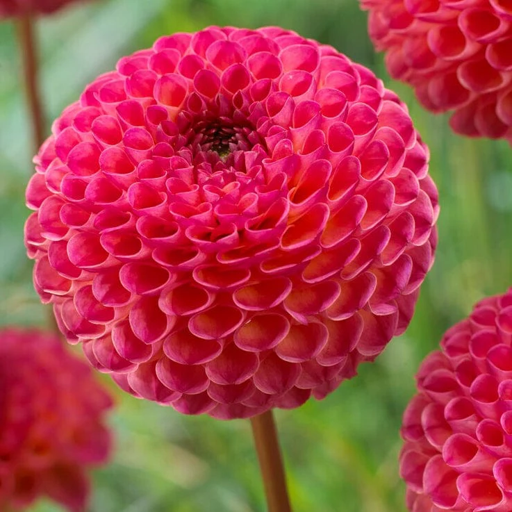 Dahlia 'Burlesca'
