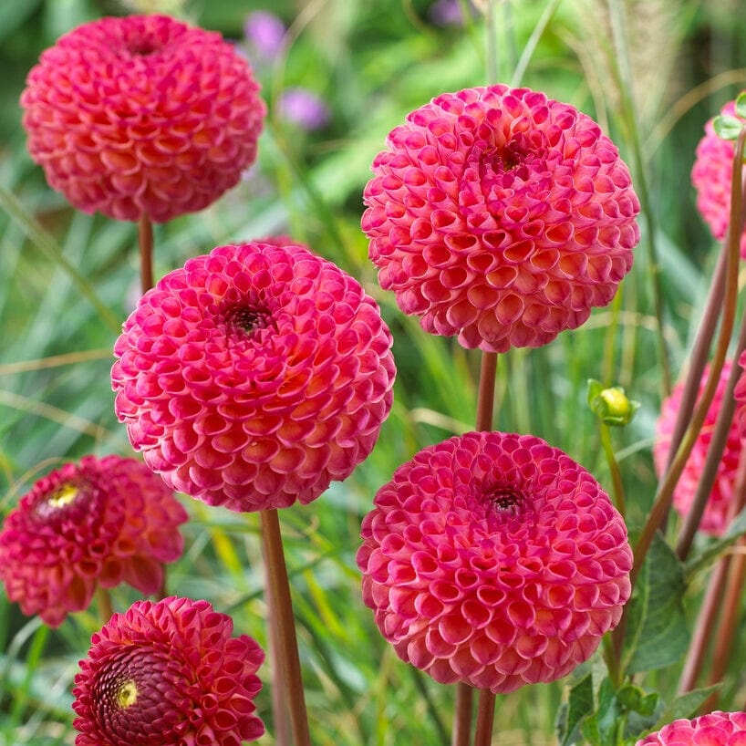 Dahlia 'Burlesca' - Image 3