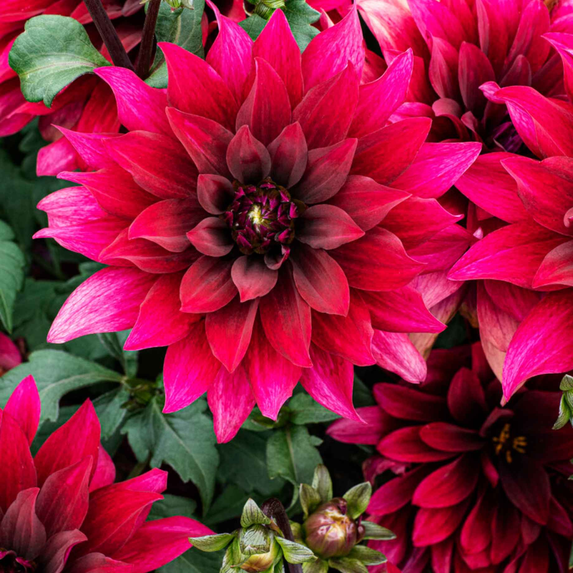 Dahlia 'Cabernet'