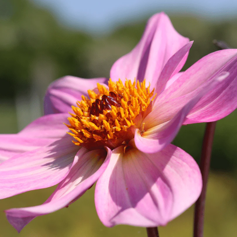 Dahlia 'Dahlegria Pink Flame' - Image 3