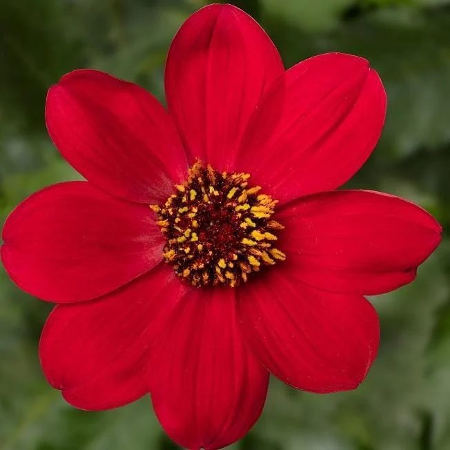 Dahlia 'Dahlegria Red' - Image 2