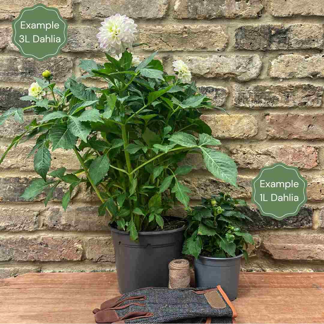 Dahlia 'Dahlegria Tricolore' - Image 2