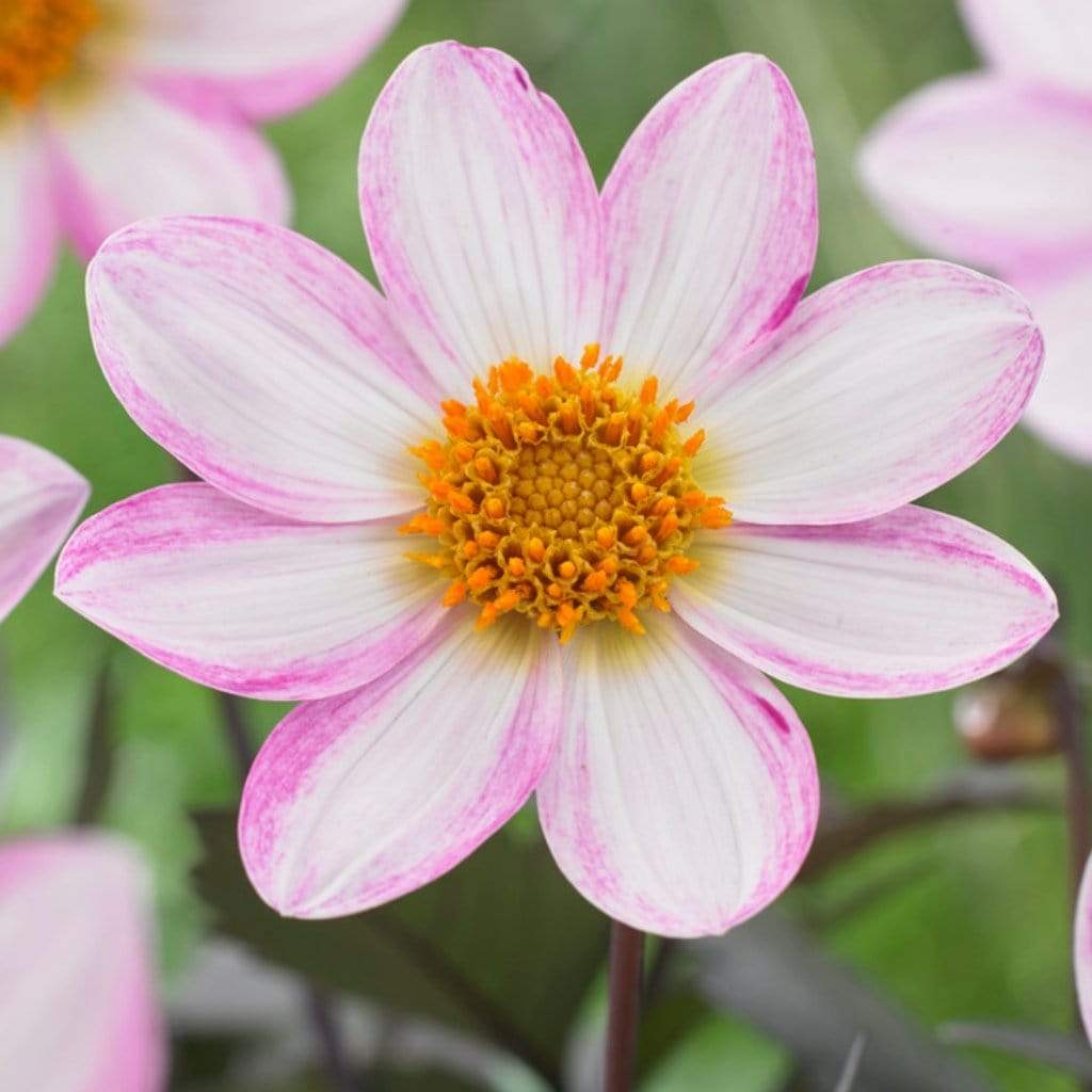 Dahlia 'Dahlegria White' - Image 2