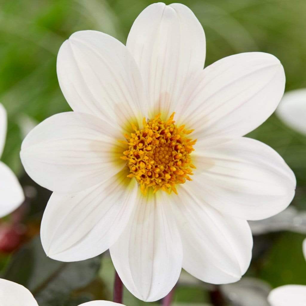 Dahlia 'Dahlegria White' - Image 3