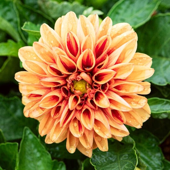 Dahlia 'Dahlietta Surprise Candy'