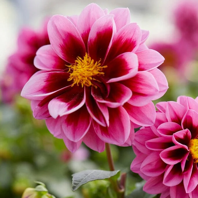 Dahlia 'Dahlietta Surprise Demi' - Image 2