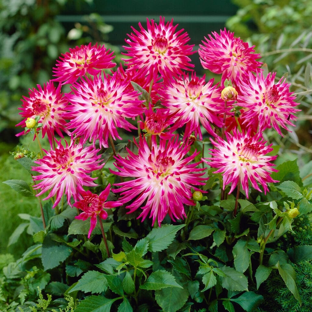 Dahlia 'Dutch Explosion' - Image 3