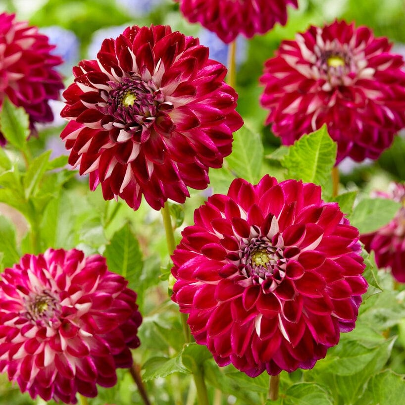 Dahlia 'Embassy' - Image 4