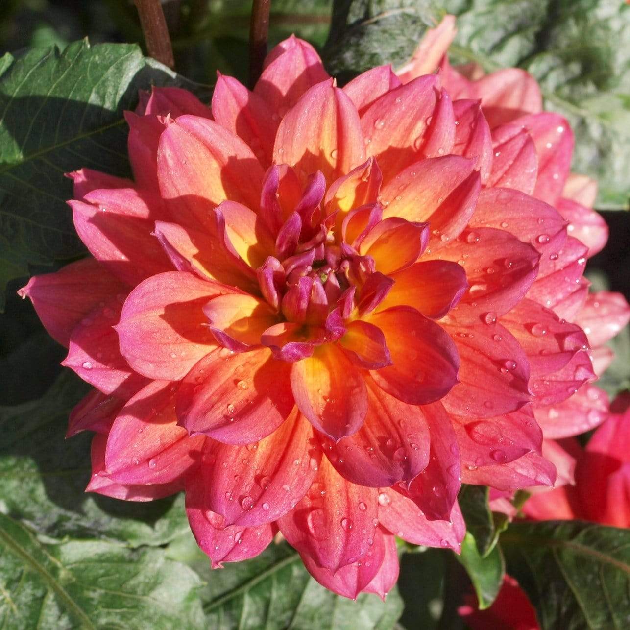 Dahlia 'Firepot' - Image 4