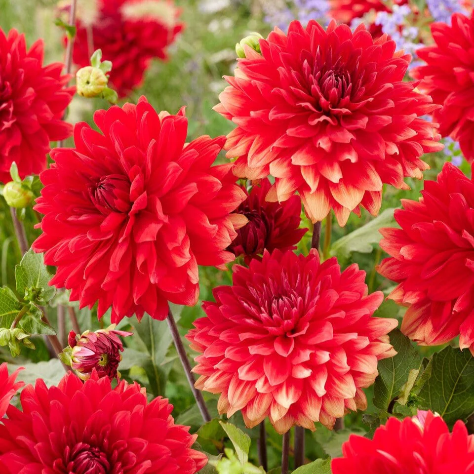 Dahlia 'Garden Wonder'