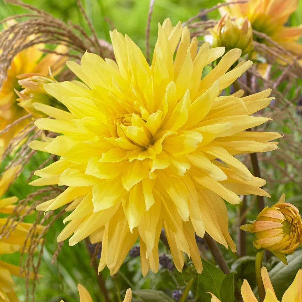 Dahlia 'Gelber Vulcan'