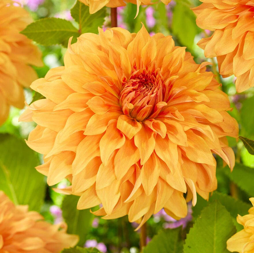 Dahlia 'Great Hercules'