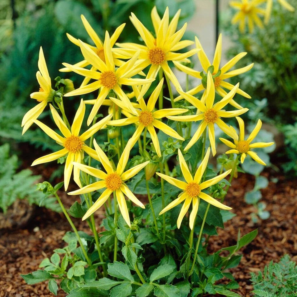 Dahlia 'Honka Yellow' - Image 3