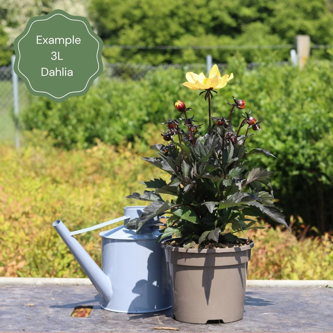 Dahlia 'Honka Yellow' - Image 5