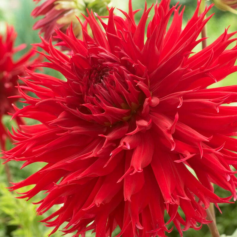 Dahlia 'Jaxon'