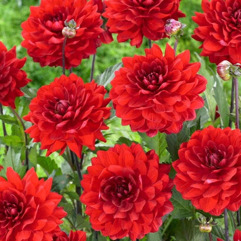 Dahlia 'Karma Amora' - Image 2